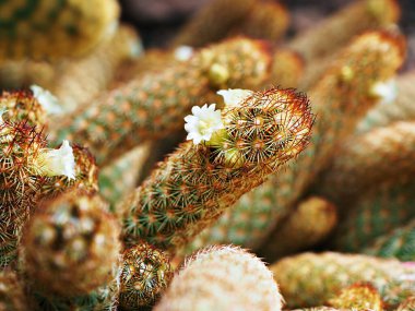 Macro kaktüs Mammillaria elongata yakut bakırı kral, altın dantel kaktüs altın yıldızlar, yumuşak seçici odaklı arkaplan çöl bitkileri, Meksika 'ya özgü küçük bir kümelenmiş kaktüs. 