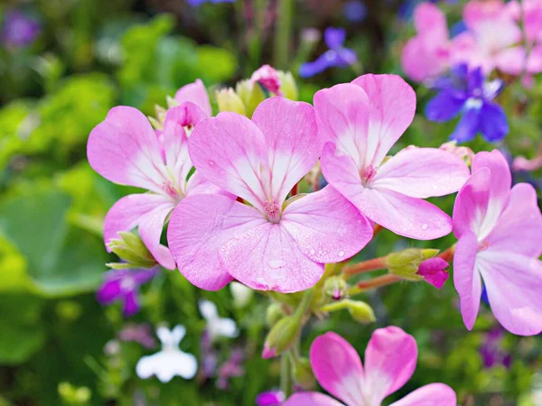 Gently Pink flowers, Geranium , Crane\'s -bill plants outdoor in garden summer ,closeup beautiful soft selective focus for pretty background ,spring flora blooming ,delicate dreamy of nature ,lovely