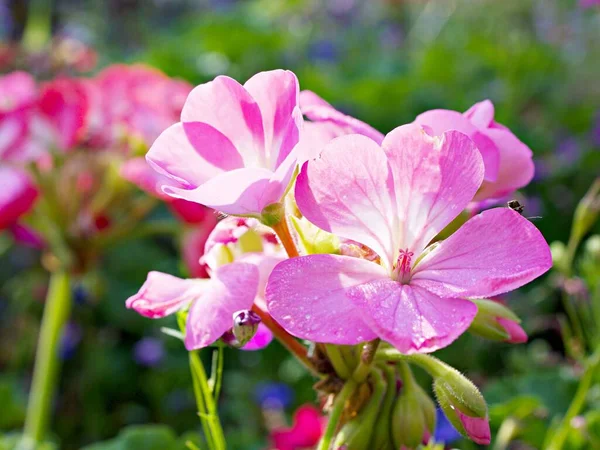 Sanft Rosa Blüten Geranien Kranichschnabel Pflanzen Freien Gartensommer Nahaufnahme Schöne — Stockfoto