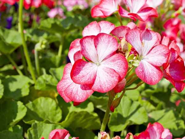 Яскраво Рожеві Квіти Геруен Рослини Білизною Крейна Вулиці Влітку Гарненький — стокове фото