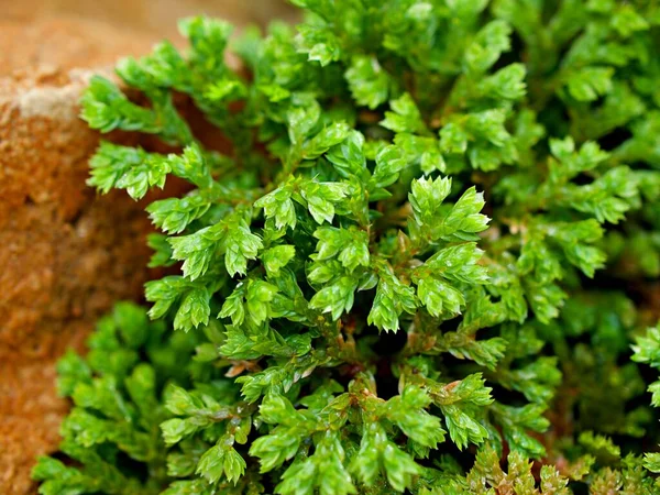 Folha Verde Selaginella Tamariscina Moss Plant Selaginella Kraussiana Brownii Selaginellaceae — Fotografia de Stock