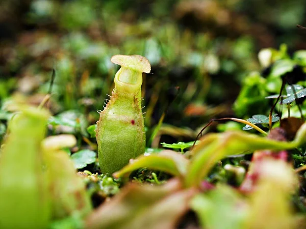 黄色の捕食肉食性のサルカップ植物 熱帯ピッチャー植物 軟選択焦点でネプチューン奇跡 マクロ画像 — ストック写真