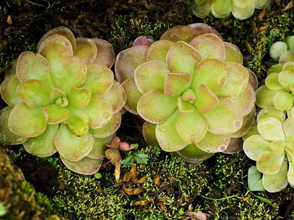 Kapalı mor çiçek Pinguicula moranensis, Tina, grandiflora, Meksika Kelebekleri etobur çiçek bitkileri, pinguicula agnatif ve zecheri arasında melez 