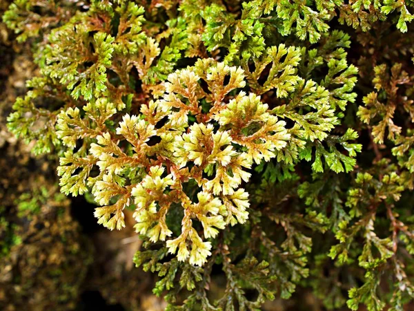 Szelaginella Tamariscina Moha Selaginella Kraussiana Brownii Selaginellaceae Krauss Spikemoss Pin — Stock Fotó