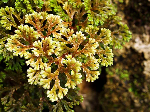 Szelaginella Tamariscina Moha Selaginella Kraussiana Brownii Selaginellaceae Krauss Spikemoss Pin — Stock Fotó