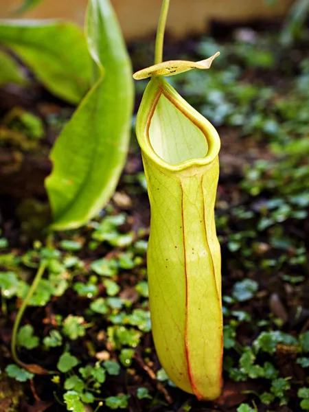 Yellow Predatory Carnivorous Monkey Cups Plant Tropical Pitcher Plants Nepenthes — Stock Photo, Image