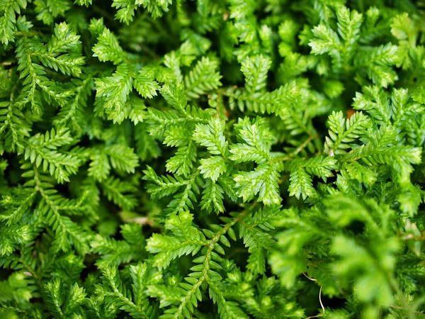 Selaginella Tamariscina Moss Plant Selaginella Kurussiana Brownii Selaginellaceae Kraussspikemoss Pin — 스톡 사진
