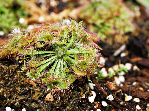 Yakın çekim Spoon güneş çiğ bitkisi, drosera spatulta capensis, Fraser adası Spatula sundew, etobur bitki ,