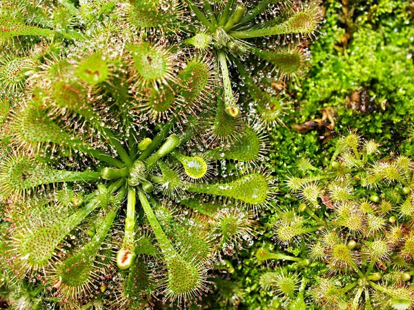 Closeup Colher Planta Orvalho Sol Drosera Spatulta Capensis Fraser Island — Fotografia de Stock