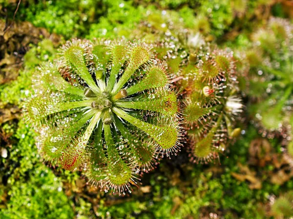 Yakın çekim Spoon güneş çiğ bitkisi, drosera spatulta capensis, Fraser adası Spatula sundew, etobur bitki ,