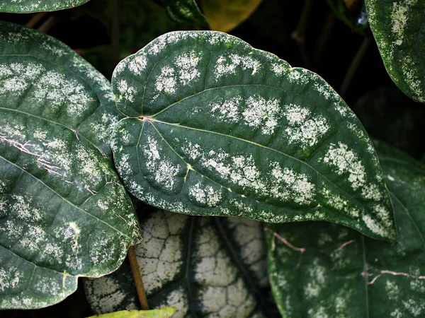 Φύλλα Πράσινων Φύλλων Macro Piper Ornatum Leaf Piperaceae Celebes Pepper — Φωτογραφία Αρχείου