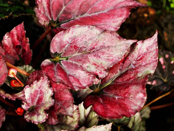 Closeup Ροζ Φύλλα Φυλλώματος Begonia Λουλούδι Φυτά Για Φόντο Μακροεικόνα — Φωτογραφία Αρχείου
