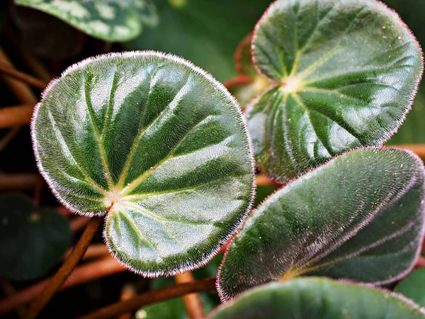 Painted Leaf red foliage King Begonia ,Painted Begonia ,Hybrid Rex Begonia annulata ,Curly Fireflush flower plant ,tropical and Tender Perennials ,Hairy begonia rex cultorum group ,Begoniaceae family