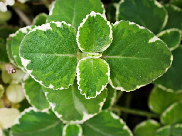 Licença Verde Branca Folhagem Borragem Indiana Variegada Plectranthus Amboinicus Variegatus — Fotografia de Stock
