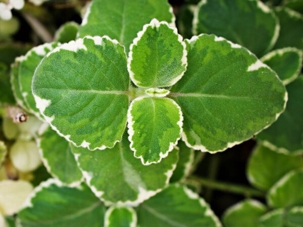 Green-white leave ,foliage Variegated Indian Borage ,Plectranthus amboinicus Variegatus ,Tropical Oregano ,Cuban Oregano, Ajwain Herb plant ,Variegated Swedish ivy ,Plectranthus coleoides f. variegata