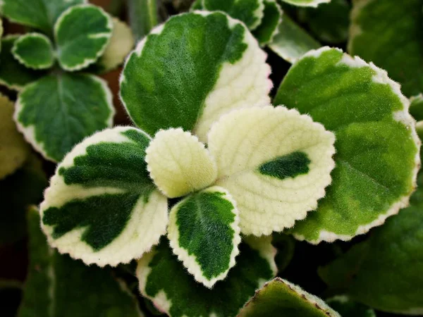 Foglia Bianco Verde Fogliame Borragine Indiane Variegate Plectranthus Amboinicus Variegatus — Foto Stock