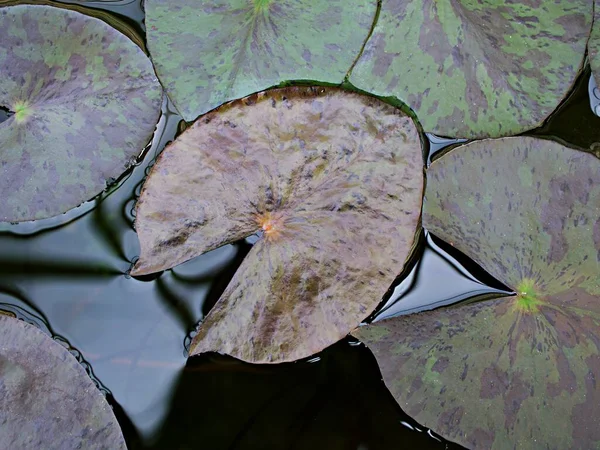 Крупним Планом Зелене Листя Води Листя Лілії Nymphaeaceae Водяні Лілії — стокове фото