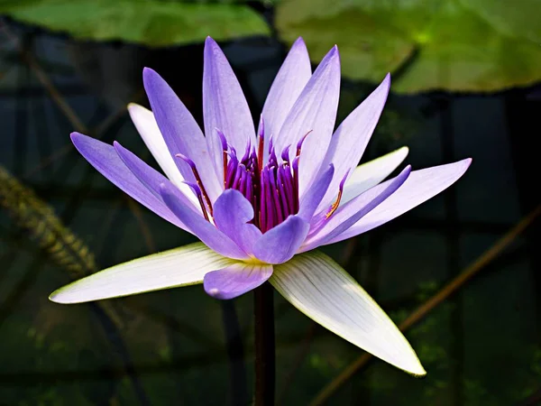 Purple flower water lily Nymphaea capensis nouchali var. caerulea ,Egyptian lotus plants ,Nymphaeaceae ,macro image ,tropical aquatic plant with sky-blue flower ,Egyptian lily ,Sacred blue lily
