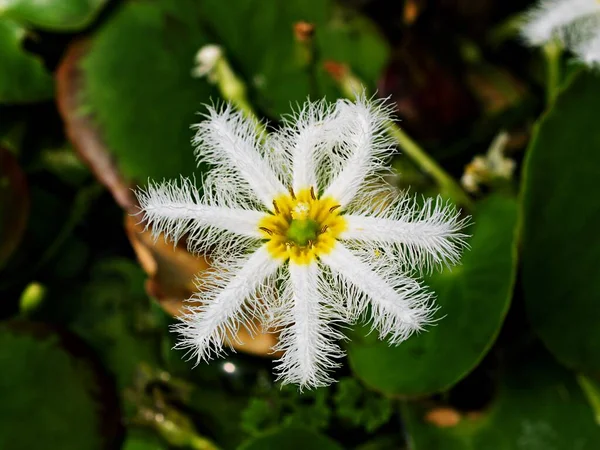 Kapalı Beyaz Kar Tanesi Nymphoides Indica Bitkisi Hint Yüzeyi Zambağı — Stok fotoğraf