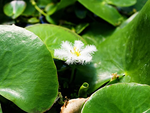 stock image Closeup white water snowflake ,Nymphoides indica plant, indian floatingheart water lily flower ,Ninfee Barbagli ,Chandmala ,Phalaenopsis ,Kumudini ,Chinnambal ,Menyanthaceae aquatic plant macro image 