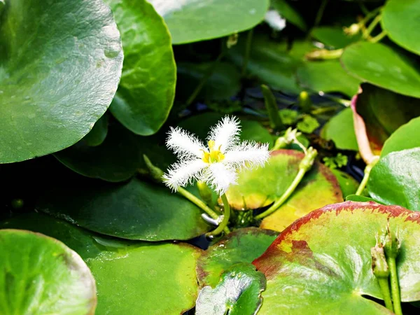 Kapalı beyaz su kar tanesi, Nymphoides indica bitkisi, Hint su yüzeyi zambağı çiçeği, Ninfee Barbagli, Chandmala, Phalaenopsis, Kumudini, Chinnambal, Menyanthaceae su bitkisi makro görüntüsü 