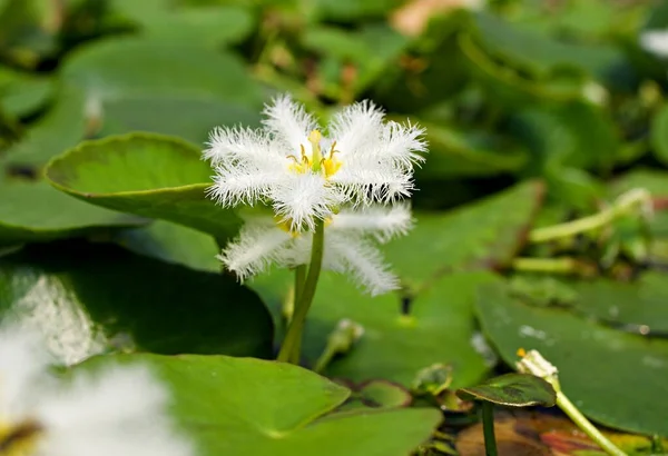 눈송이 Nymphoides Indica Plant Indian Floatingheart Waterlily Flower Ninfee Barbagli — 스톡 사진