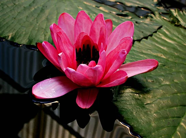Rózsaszín Vízililiom Nymphaea Nelumbo Nucifera Indiai Lótusz Szent Lótusz Egyszerű — Stock Fotó