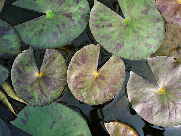 Zbliżenie Zielone Liści Lilii Wodnej Nymphaeaceae Lilie Wodne Fioletowy Liść — Zdjęcie stockowe