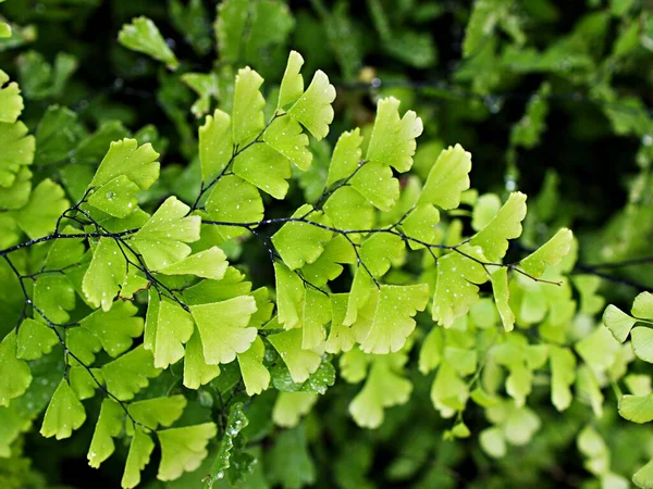Yeşil Yaprakların Üzerine Damlalar Adiantum Trapeziforme Dev Bakire Saçı Sicilya — Stok fotoğraf