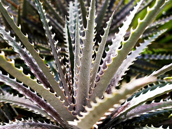 Yakın plan Dyckia dawsonii leziz çöl bitkisi bahçede bulanık arka plan, makro görüntü 