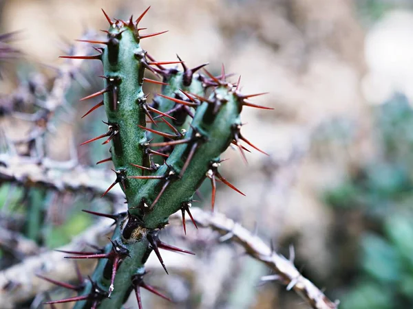 Closeup Succulents Kaktusové Rostliny Euphorbia Aeruginosa Miniaturní Saguaro Slunečním Svitem — Stock fotografie