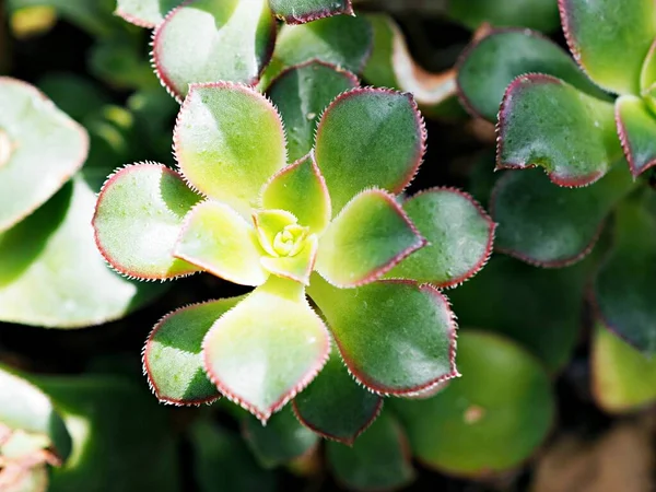 Közeli Zamatos Növény Aeonium Haworthii Dream Color Rosettes Kiwi Aeonium — Stock Fotó