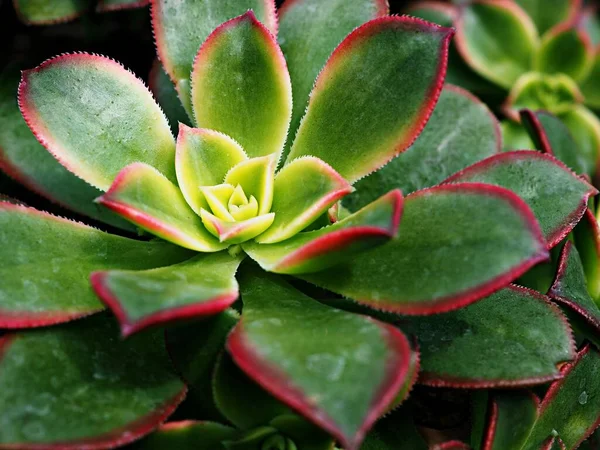Sluitende Sappige Plant Aeonium Haworthii Dream Color Rosettes Kiwi Aeonium — Stockfoto
