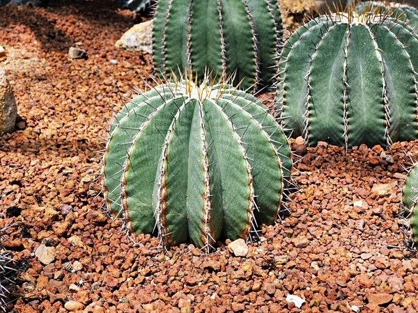 Echinocactus Grusonii Golden Barrel Anyós Párna Ülés Arany Golyó Kaktusz — Stock Fotó