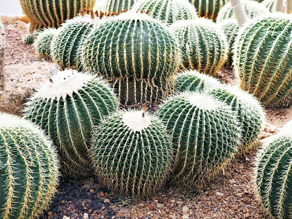 Echinocactus Grusonii Golden Barrel Mother Cushion Seat Gold Ball Cactus — стокове фото