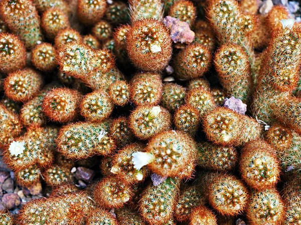 マクロサボテンMammillaria Longata Rubra銅王 ゴールドレースサボテン黄金の星 柔らかい選択的フォーカス背景を持つ女性の指砂漠の植物 中央メキシコ原産の小さなクラスタリングサボテン — ストック写真