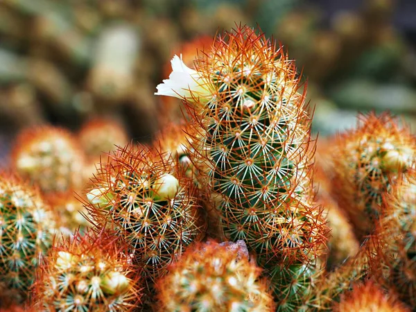 Makró Kaktusz Mammillaria Elongata Rubra Réz Király Arany Csipke Kaktusz — Stock Fotó