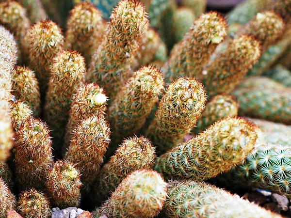 Macro Cactus Mammillaria Elongata Rubra Мідь King Gold Lace Cactus — стокове фото