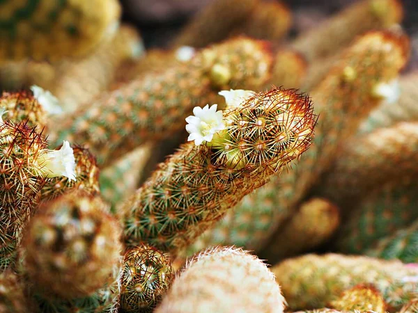 大仙人掌 金丝莲 金丝仙人掌 金丝仙人掌 松软而有选择背景的沙漠植物 原产于墨西哥中部的小仙人掌集群 — 图库照片