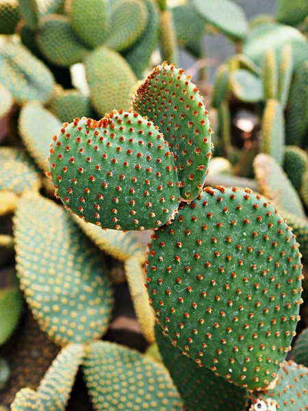 Closeup Kaktusz Nyuszifül Növény Opuntia Microdasys Opuntioid Kaktusz Szív Alakú — Stock Fotó