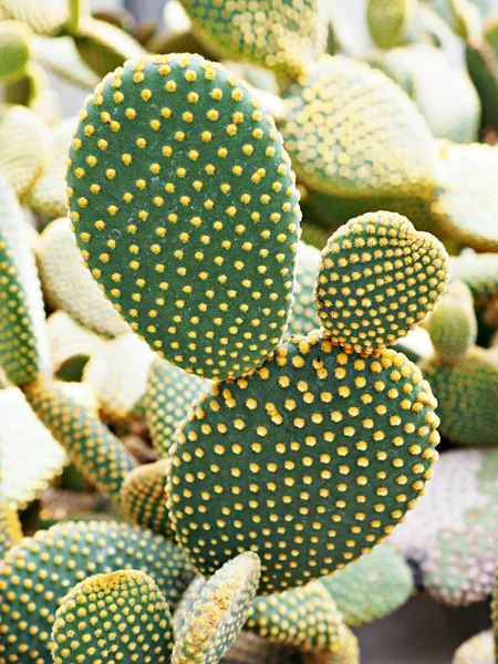 Closeup Kaktus Bunny Ucho Rostlina Opuntia Microdasys Opuntioid Kaktusy Srdce — Stock fotografie