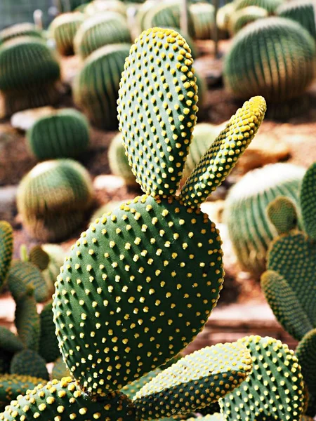 Cactus Bunny Ear Plants Opuntia Microdasys Opuntioid Cacti Серцеподібний Індійський — стокове фото
