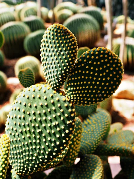 Närbild Kaktus Bunny Öra Växt Opuntia Microdasys Opuntioid Kaktusar Hjärtformade — Stockfoto