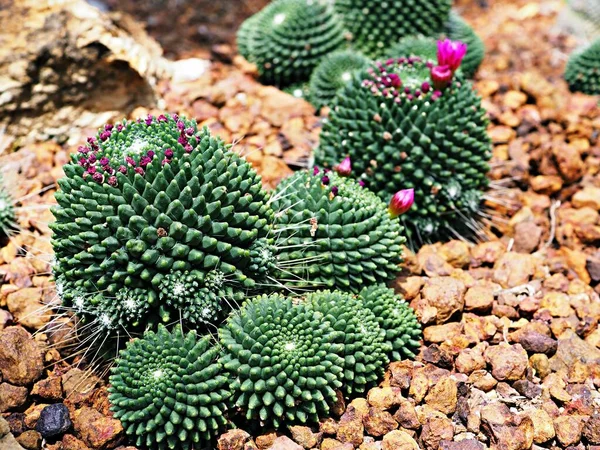 Кактусові Пустельні Рослини Mammillaria Carnea Pandan Herbs Cacti Medicinal Autore — стокове фото