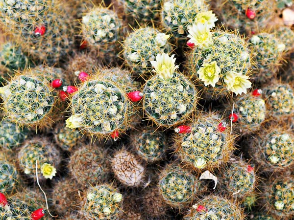 Macro Cactus Mammillaria Prolifera Texas Plantas Deserto Mamilo Com Foco — Fotografia de Stock