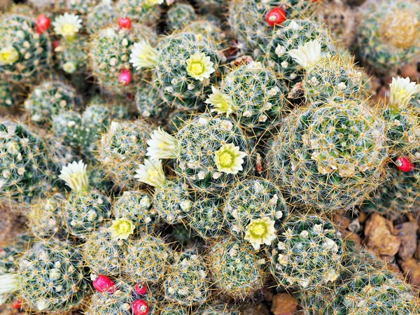 Makro Kaktus Mammillaria Prolifera Texas Bradavky Pouštní Rostliny Měkkým Selektivním — Stock fotografie