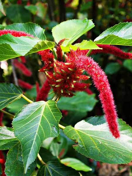 Closeup Červené Květy Acalypha Hispida Žinylkové Rostliny Zahradě Měkkým Selektivním Stock Snímky