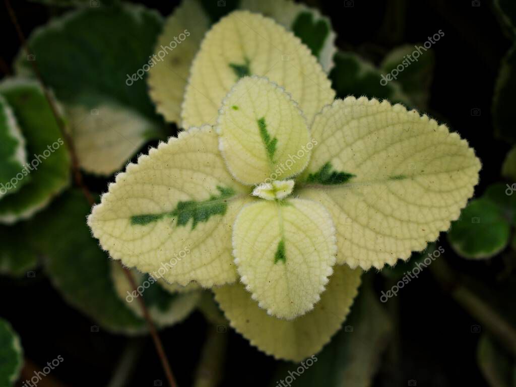Licencia verdeblanca, follaje Variegated Indian Borage, Plectranthus