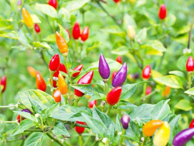 Küçük kırmızı biber, Şili Piquin Capsicum annuum L. Chilisorte, Süslü biber fabrikası, Capsicum baccatum, Piment Fort Chinese Five Color-Bio Tour-Sol