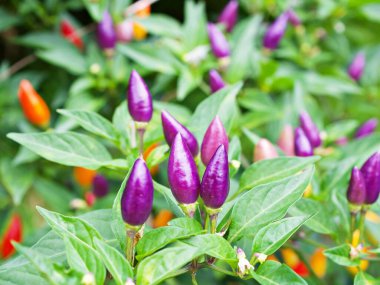 Küçük kırmızı biber, Şili Piquin Capsicum annuum L. Chilisorte, Süslü biber fabrikası, Capsicum baccatum, Piment Fort Chinese Five Color-Bio Tour-Sol